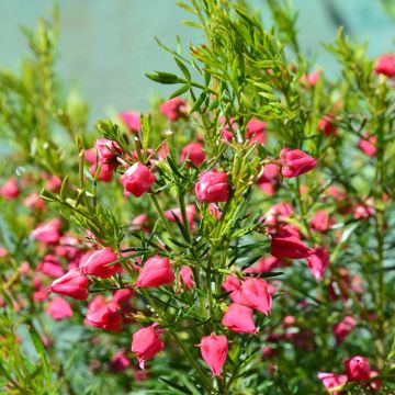 Boronia heterophylla - Geurboom