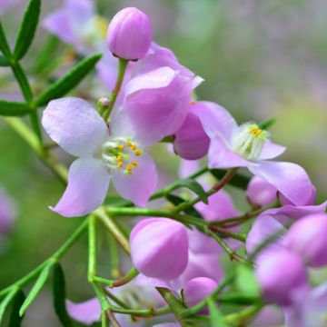 Boronia pinnata var. muelleri - Geurboom