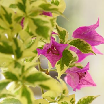 Bougainvillea glabra Variegata - Bougainville