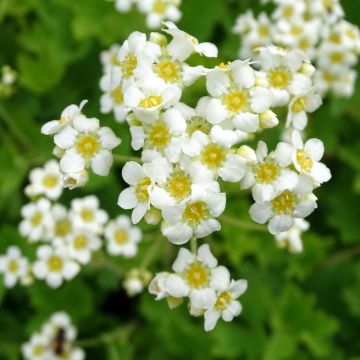 Boykinia major - Grote boykinia