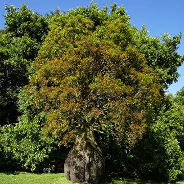 Brachychiton rupestris - Queensland flessenboom