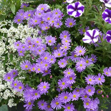 Brachycome Brasco Violet - Australisch madeliefje