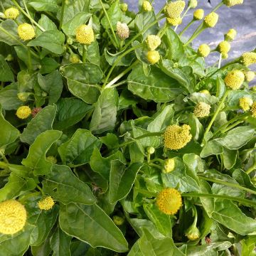 Parakers - Acmella oleracea