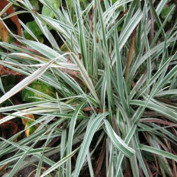 Briza media Zitterzebra - Bevertsgras