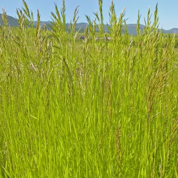 Bromus inermis Skinners Gold - Kweekdravik