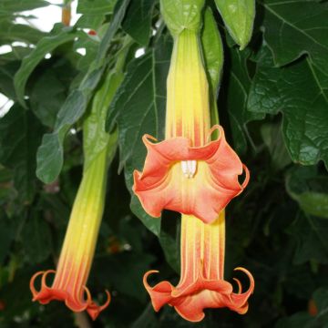 Brugmansia sanguinea - Rode engelenbazuin