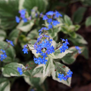 Brunnera macrophylla Variegata - Kaukasisch vergeet-mij-nietje