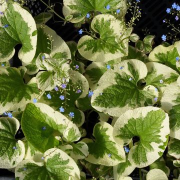 Brunnera macrophylla Dawson s White - Kaukasisch vergeet-mij-nietje