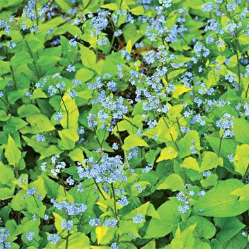 Brunnera macrophylla Dianes Gold - Kaukasisch vergeet-mij-nietje