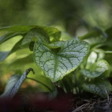 Brunnera macrophylla Jacks Gold - Kaukasisch vergeet-mij-nietje
