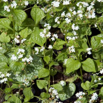 Brunnera macrophylla Mr Morse - Kaukasisch vergeet-mij-nietje