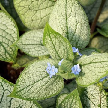 Brunnera macrophylla Silver Heart - Kaukasisch vergeet-mij-nietje