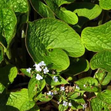Brunnera sibirica - Kaukasisch vergeet-mij-nietje