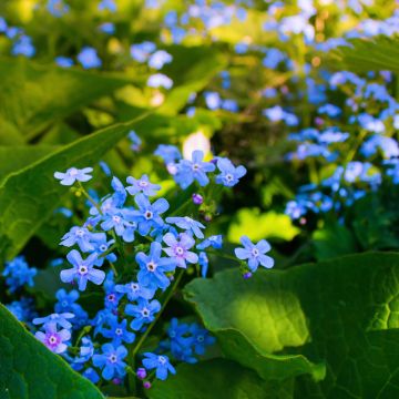 Brunnera sibirica - Kaukasisch vergeet-mij-nietje