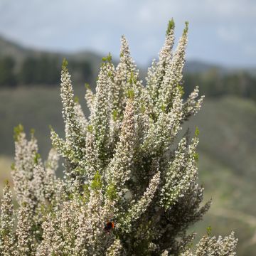 Erica arborea Pink Joy - Boomheide