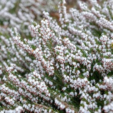 Erica Springwood White - Winterheide