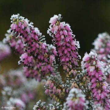 Erica darleyensis Winter Belles Lucie - Winterheide