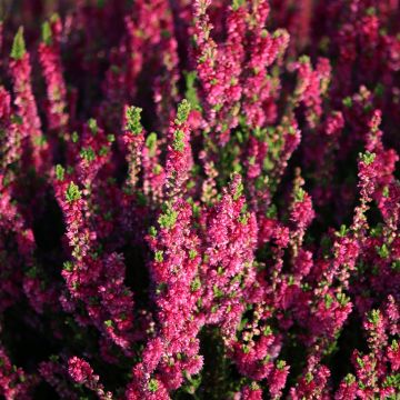 Calluna vulgaris Dark Beauty - Zomerheide