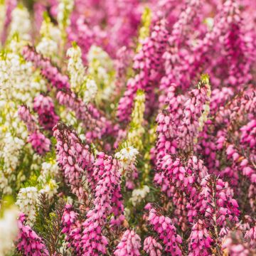 Calluna vulgaris Marlies - Zomerheide
