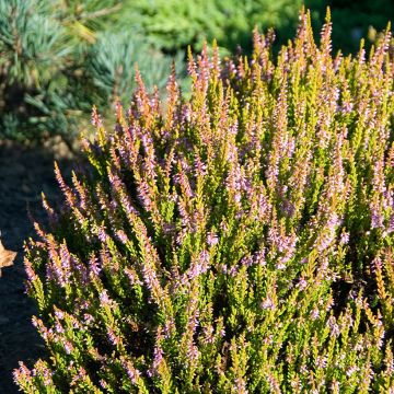 Calluna vulgaris Winter Chocolate - Zomerheide