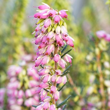 Erica darleyensis Ghost Hills - Winterheide