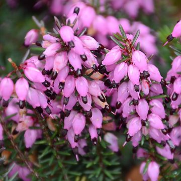 Erica darleyensis Winter Belles Tylou - Winterheide