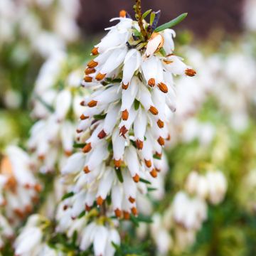 Erica carnea Isabell - Winterheide