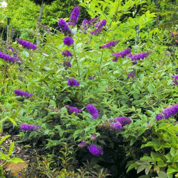 Vlinderstruik Blue Chip - Buddleja
