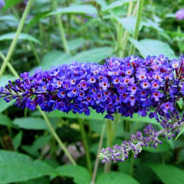 Vlinderstruik Empire Blauw - Buddleja davidii