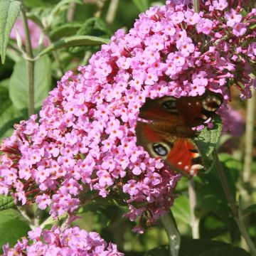 Vlinderstruik Pink Panther - Buddleja davidii