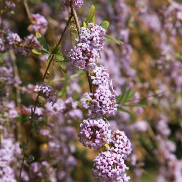 Buddleja alternifolia - Vlinderstruik