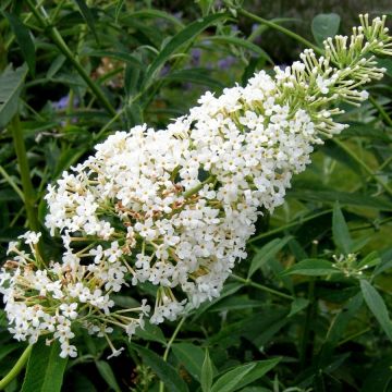 Vlinderstruik Nanho Wit - Buddleja davidii