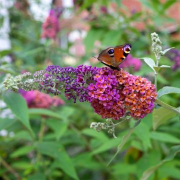 Herfstsering Flower Power (Bicolor) - Buddleja