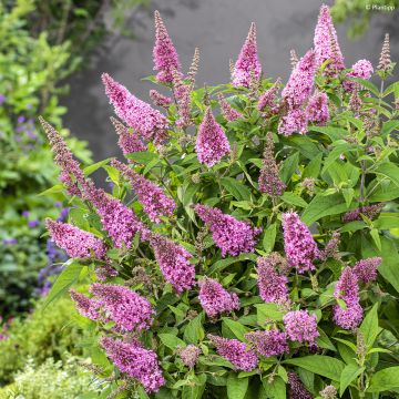 Vlinderstruik Butterfly Candy Little Roze - Buddleja davidii