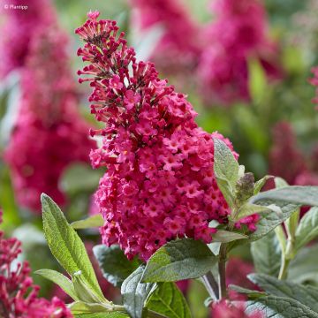 Vlinderstruik Butterfly Candy Little Ruby - Buddleja davidii