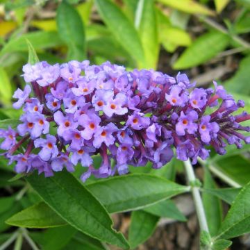 Buddleja Flutterby Peace - Vlinderstruik