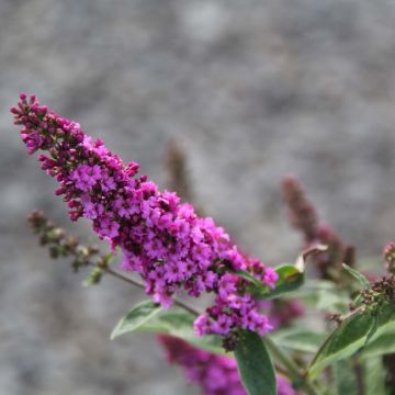 Vlinderstruik Lo and Behold Roze Micro Chip - Buddleja davidii