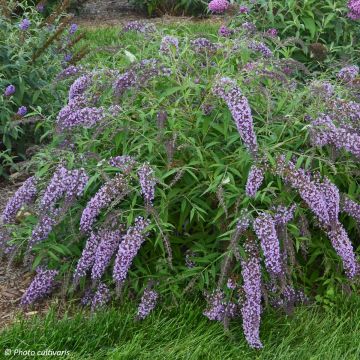 Vlinderstruik Wisteria Lane - Buddleja davidii