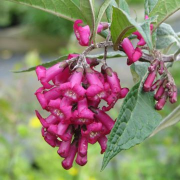 Buddleja colvilei - Colvile-vlinderstruik