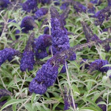Vlinderstruik Adonis Blauw - Buddleja