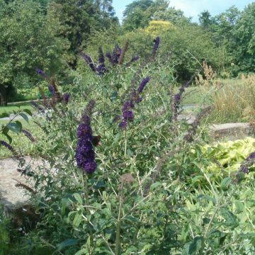 Vlinderstruik Black Knight - Buddleja davidii