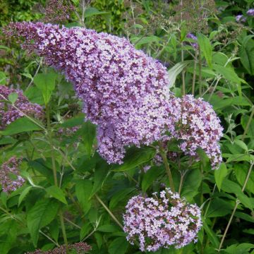Vlinderstruik Gulliver - Buddleja davidii
