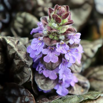 Ajuga reptans Black Scallop - Kruipend zenegroen