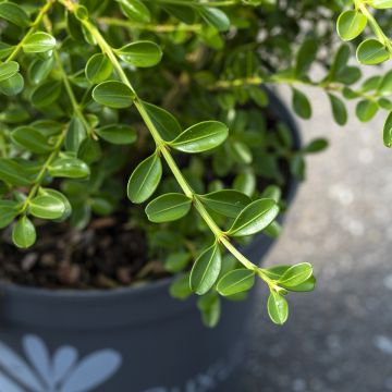 Buxus Renaissance Betterbuxus - Palmboompje