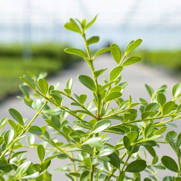Buxus Betterbuxus Skylight - Palmboompje