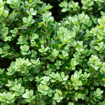 Buxus microphylla Faulkner - Japanse buxus