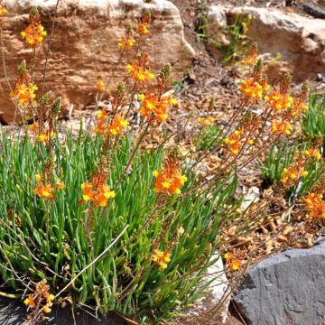 Bulbine frutescens Avera Sunset Orange - Knolbeesia