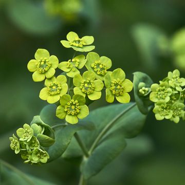 Bupleurum falcatum - Sikkelgoudscherm