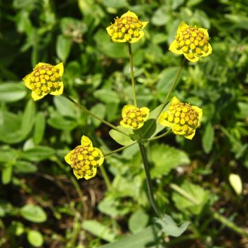 Bupleurum ranunculoïdes - Goudscherm