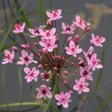 Butomus umbellatus - Zwanenbloem